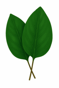 Sorrel Leaves